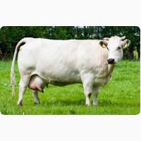 Закупка. корів на мясо по Черкаській області від населення