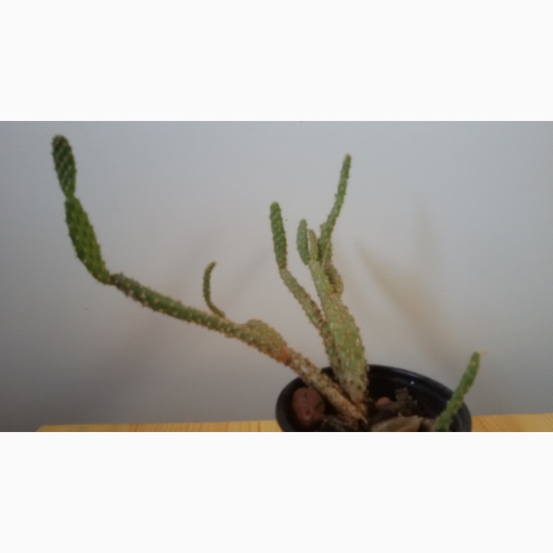 Фото 2/3. Opuntia microdasis v. Rufida