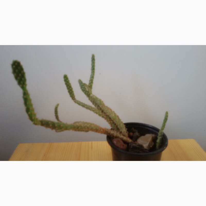 Фото 3/3. Opuntia microdasis v. Rufida