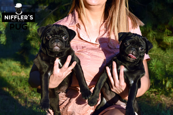 Фото 4. Pug puppies