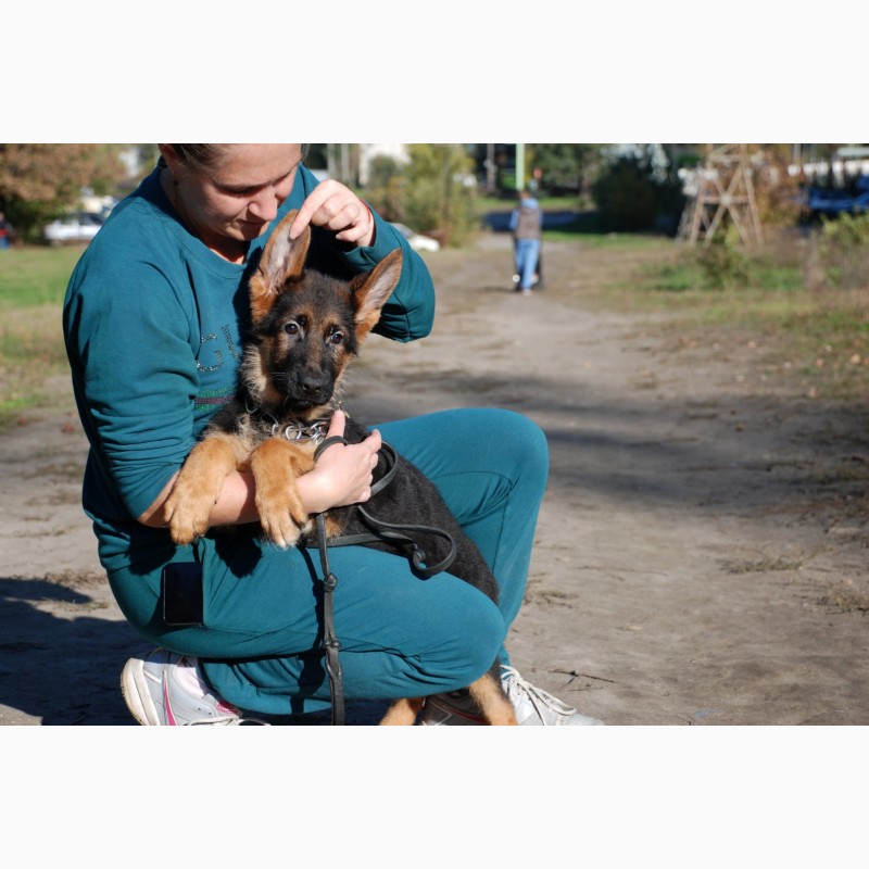 Фото 7. Клубные щенки немецкой овчарки. питомник. ксу