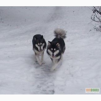 Аляскинский маламут щенки