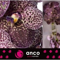 Orchid Vanda, Орхидея Ванда, ОПТ, Киев, Украина, Голландия