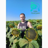 Один з кращих вітчизнянних гібридів під гранстар -Флокс