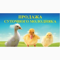 Продам Молодняк птиці (суточні та підрощені)