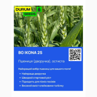 Насіння пшениці Durum Seeds - Оригінатор - Biogranum ( Сербія )