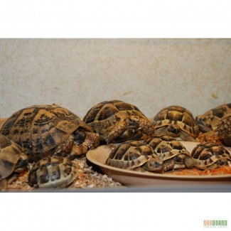 Ручные черепахи. Среднеазиатские сухопутные черепахи