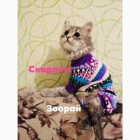 Отдам даром котят (шотландцы, персы и британцы)