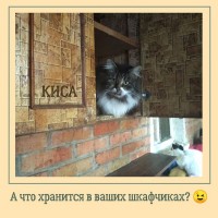 Отдам даром котят (шотландцы, персы и британцы)