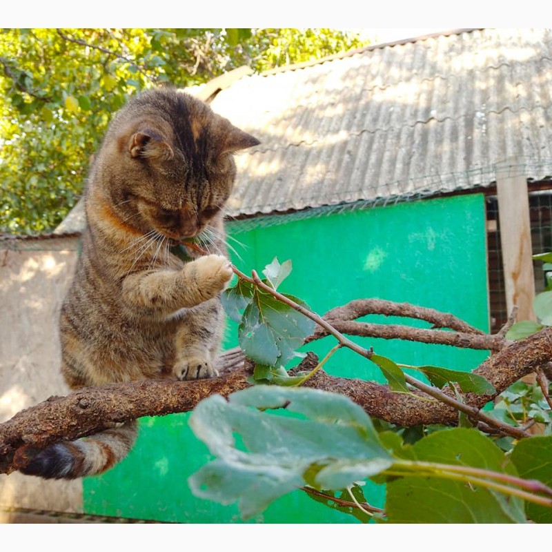 Фото 4. Отдам даром котят (шотландцы, персы и британцы)