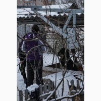 Соціалізація, виховання, дресирування собак Харків. Перетримка, дитячий садок для собак