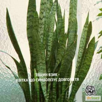 Сансев єрія (sansevieria) (Тещин язик)