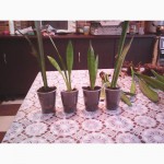 Сансев єрія (sansevieria) (Тещин язик)