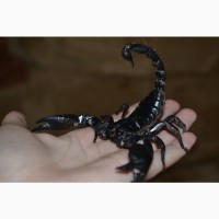 Скорпион - безопасный питомец