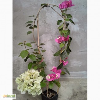 Продам бугенвиллею 32сорта(Bougainvillea)