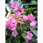 Продам бугенвиллею 32сорта(Bougainvillea)