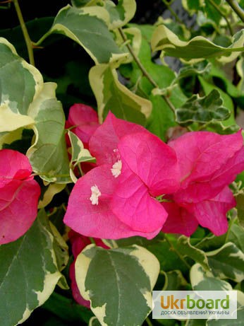 Фото 11. Продам бугенвиллею 32сорта(Bougainvillea)