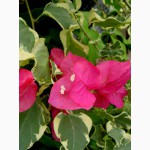 Продам бугенвиллею 32сорта(Bougainvillea)