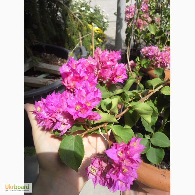 Фото 2/11. Продам бугенвиллею 32сорта(Bougainvillea)