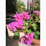 Продам бугенвиллею 32сорта(Bougainvillea)