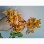 Продам бугенвиллею 32сорта(Bougainvillea)