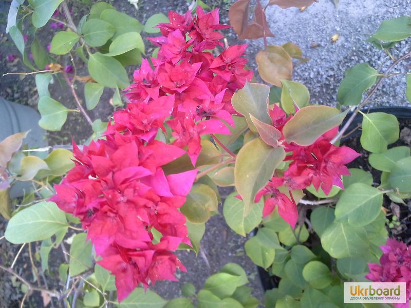 Фото 5. Продам бугенвиллею 32сорта(Bougainvillea)