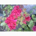 Продам бугенвиллею 32сорта(Bougainvillea)