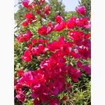 Продам бугенвиллею 32сорта(Bougainvillea)