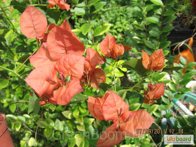 Фото 7. Продам бугенвиллею 32сорта(Bougainvillea)