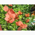 Продам бугенвиллею 32сорта(Bougainvillea)