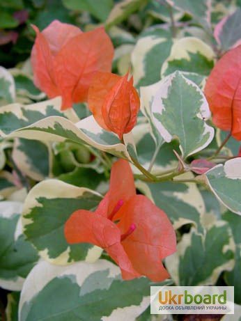 Фото 8. Продам бугенвиллею 32сорта(Bougainvillea)