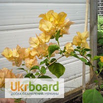 Фото 9. Продам бугенвиллею 32сорта(Bougainvillea)