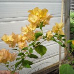 Продам бугенвиллею 32сорта(Bougainvillea)