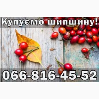 Закуповую Шипшину оптом!Дорого