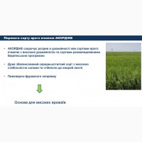 Насіння ячменю ярого Акордіне, перша репродукція