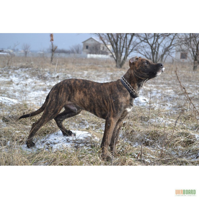 Фото 1/2. Продам 4-ех месячного щенка Испанского Алано