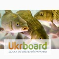 Продам жывую рыбу карп карась толстолоб белый амур шука и раки