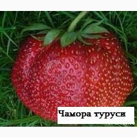 Цветы продам