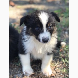 Border Collie puppies