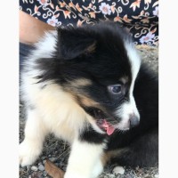 Border Collie puppies