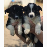 Border Collie puppies