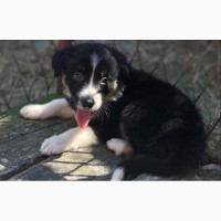 Border Collie puppies