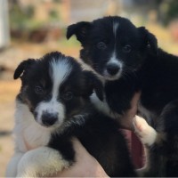 Border Collie puppies