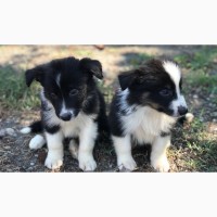 Border Collie puppies