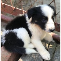 Border Collie puppies