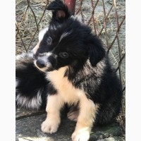 Border Collie puppies