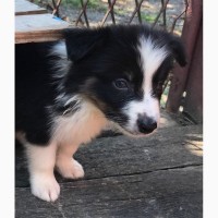 Border Collie puppies