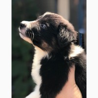 Border Collie puppies