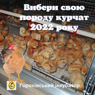 Продам курчата добові (РОСС 308, Іспанка Голошия, Гріз Бар, Мастер Ред, Tetra SL, Редбро)