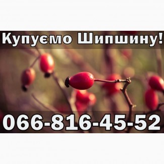 Куплю Шипшину!Дорого